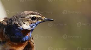 Attēlu rezultāti vaicājumam “Luscinia svecica”