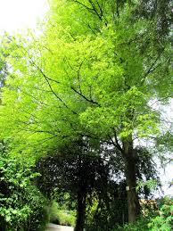 Attēlu rezultāti vaicājumam “Tilia platyphyllos Laciniata”