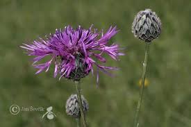 Attēlu rezultāti vaicājumam “Centaurea scabiosa fruit”