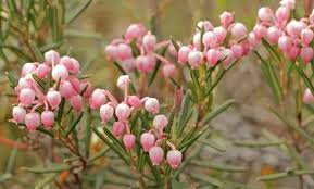 Attēlu rezultāti vaicājumam “Andromeda polifolia fruit”