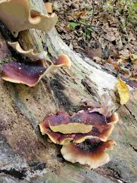 Attēlu rezultāti vaicājumam “Polyporus varius”