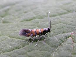 Attēlu rezultāti vaicājumam “Phyllonorycter sp.”