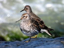 Attēlu rezultāti vaicājumam “Calidris maritima”
