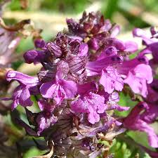 Attēlu rezultāti vaicājumam “Pedicularis palustris flower”