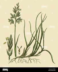 Attēlu rezultāti vaicājumam “Poa compressa leaf”