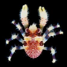 Image result for Gymnura natalensis