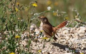 Image result for Cercotrichas galactotes