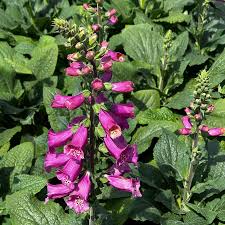 Image result for Digitalis purpurea