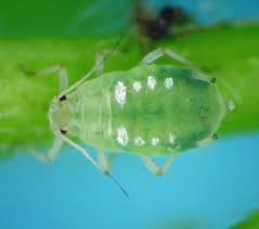 Attēlu rezultāti vaicājumam “Rhopalosiphum oxyacanthae”