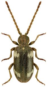 Attēlu rezultāti vaicājumam “Ptinus sp.”