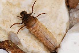 Attēlu rezultāti vaicājumam “Potamophylax”