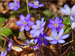 Attēlu rezultāti vaicājumam “Hepatica nobilis”