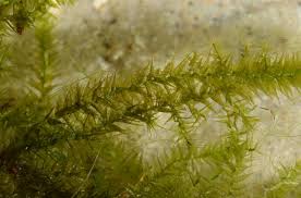 Attēlu rezultāti vaicājumam “Leptodictyum riparium”