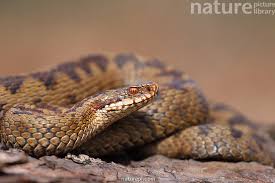 Attēlu rezultāti vaicājumam “Vipera berus”