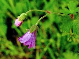 Attēlu rezultāti vaicājumam “Geranium pyrenaicum”
