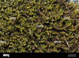 Attēlu rezultāti vaicājumam “Anastrophyllum minutum”