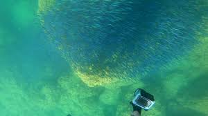 Image result for Oblada melanurus