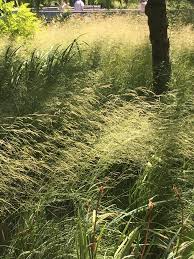 Attēlu rezultāti vaicājumam “Deschampsia cespitosa”