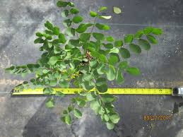 Attēlu rezultāti vaicājumam “Robinia neomexicana fruit”