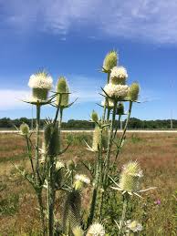 Image result for Dipsacus laciniatus