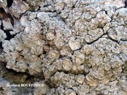 Attēlu rezultāti vaicājumam “Pertusaria albescens”