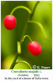 Attēlu rezultāti vaicājumam “Convallaria majalis fruit”