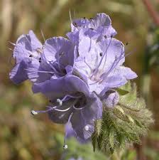 Attēlu rezultāti vaicājumam “Phacelia tanacetifolia”