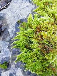 Attēlu rezultāti vaicājumam “Homalothecium sericeum”