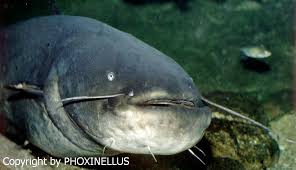 Image result for Silurus glanis