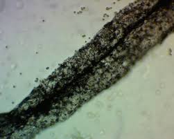 Attēlu rezultāti vaicājumam “Stemonaria irregularis stalked”