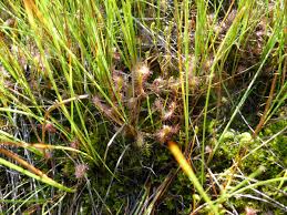Attēlu rezultāti vaicājumam “Drosera anglica”