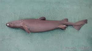 Image result for Dalatias licha