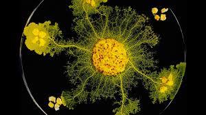 Attēlu rezultāti vaicājumam “Physarum daamsii spores”