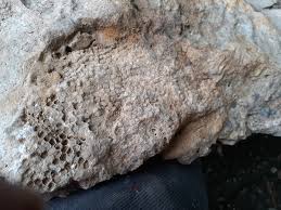 Attēlu rezultāti vaicājumam “Laccognathus panderi”