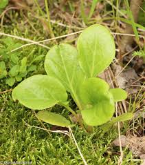 Attēlu rezultāti vaicājumam “Pyrola rotundifolia leaf”