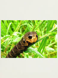 Attēlu rezultāti vaicājumam “Deilephila elpenor”