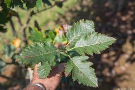 Attēlu rezultāti vaicājumam “Sorbus intermedia leaf”