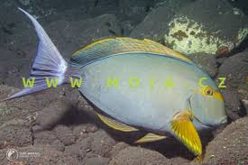 Image result for Acanthurus xanthopterus
