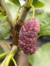 Attēlu rezultāti vaicājumam “Libanotis montana fruit”