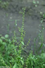 Image result for Rumex sanguineum