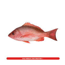 Image result for ikan