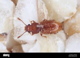 Attēlu rezultāti vaicājumam “Silvanidae”