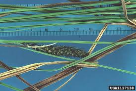 Attēlu rezultāti vaicājumam “Carex acuta leaf”