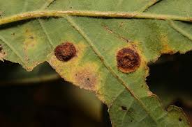 Attēlu rezultāti vaicājumam “Neuroterus quercusbaccarum”