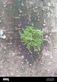 Attēlu rezultāti vaicājumam “Jungermanniopsida”