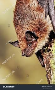 Attēlu rezultāti vaicājumam “Eptesicus serotinus”