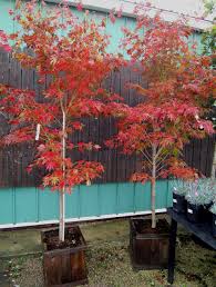 Attēlu rezultāti vaicājumam “Acer pseudosieboldianum”