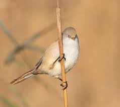 Attēlu rezultāti vaicājumam “Panurus biarmicus female”