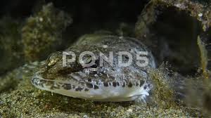 Image result for Platycephalus speculator