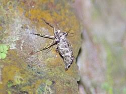 Attēlu rezultāti vaicājumam “Agriopis leucophaearia”